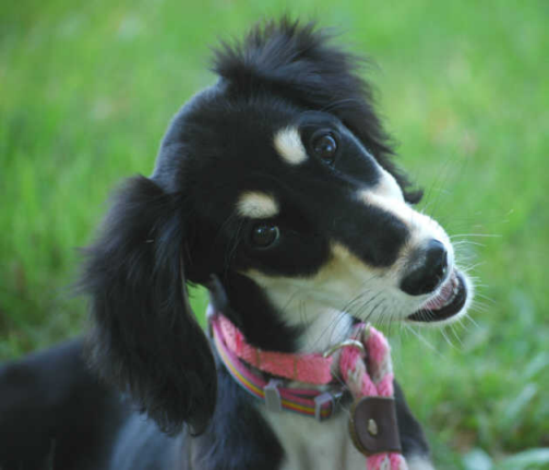 Marqi at 10 weeks, looking very innocent